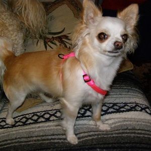 Meet your Posher, Diane